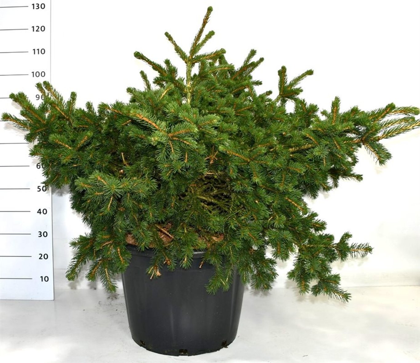 Picea pungens 'Lucky Strike' - C65 80/+ CM
